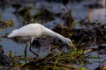 TheÃÂ cattle egretÃÂ - Bubulcus ibis